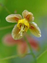 Fleur des Elfes - Epimedium  pubigerum Orangekönigin