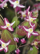 Epimedium rubrum Galadriel - Fleur des Elfes