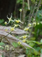 Fleur des Elfes - Epimedium Sphinx Twinkler