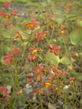 Epimedium warleyense Ellen willmott, Fleur des elfes