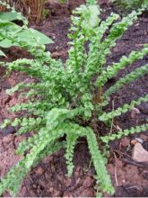 Athyrium filix-femina Frizelliae, Fougère femelle