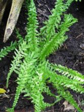 Athyrium filix-femina Victoriae - Fougère femelle Victoriae