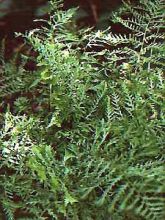 Fougère mâle - Dryopteris Linearis Polydactyla