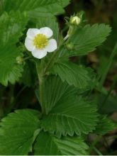 Fragaria rubicolia Mont Omei