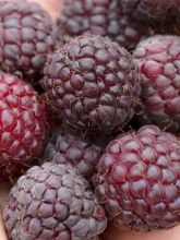Framboisier remontant Malling Passion - Rubus idaeus