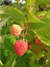 Framboisier remontant September - Rubus idaeus  Touffe en racines nues