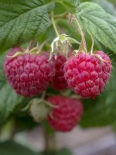 Framboisier Tulameen - Rubus idaeus  Buisson en pot de 2l/3l