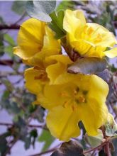 Frémontodendron 'California Glory'