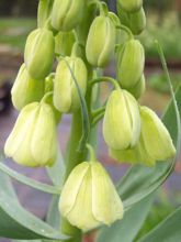 Fritillaire Persica Ivory Bells