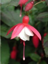 Fuchsia  'Alice Hoffman'