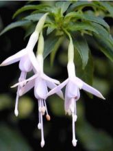 Fuchsia magellanica