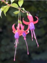 Fuchsia de Magellan 'Genii'