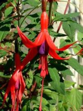 Fuchsia de Magellan 'Riccartonii'