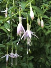 Fuchsia de Magellan 'var. molinae'