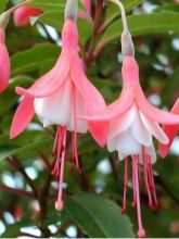 Fuchsia  'Lady Thumb'