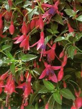 Fuchsia  'Tom Thumb'