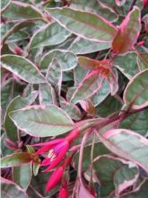 Fuchsia rustique Tom West