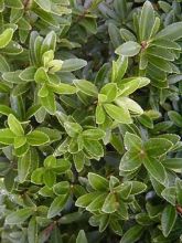 Euonymus japonicus Microphyllus  - Fusain du Japon