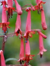 Fuschia du Cap 'African Queen'