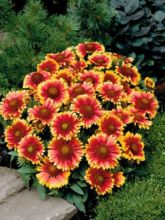 Gaillardia Aristata Arizona Sun 