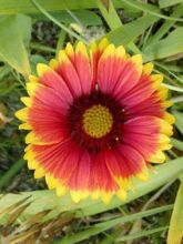 Gaillarde vivace 'Kobold'