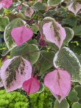 Cercis Carolina Sweetheart - Gainier du Canada panaché