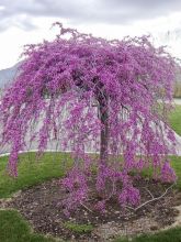 Gainier du Canada - Cercis canadensis Cascading Hearts