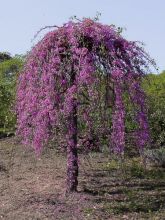 Cercis canadensis Lavender Twist - Gainier du Canada 