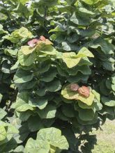 Cercis canadensis Little Woody - Gainier du Canada