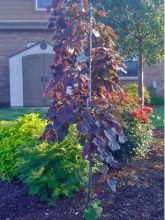 Cercis canadensis Ruby Falls - Arbre de Judée pourpre pleureur.