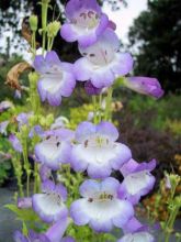 Penstemon Alice Hindley - Galane