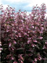 Penstemon hybride Dark Towers - Galane