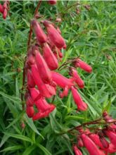 Penstemon hybride Garnet