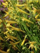 Penstemon pinifolius Mersea Yellow - Galane à feuilles de pin