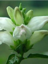 Chelone obliqua var. Alba - Galane oblique blanche