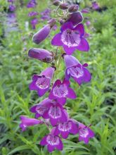 Penstemon Pensham Czar - Galane