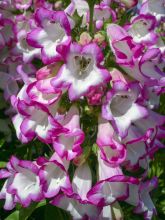 Penstemon Pensham Laura - Galane