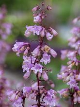 Penstemon digitalis Pocahontas - Galane