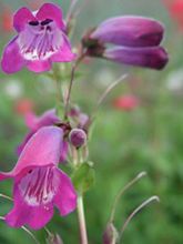 Penstemon Sour Grapes, Galane