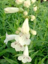 Penstemon white bedder