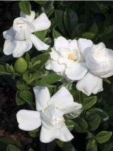 Gardenia jasminoides 'Crown Jewel'