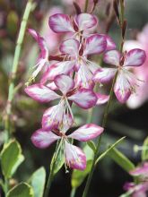 Gaura de lindheimer 'Freefolk Rosy'