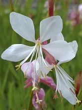 Gaura de lindheimer 'Summer Breeze'