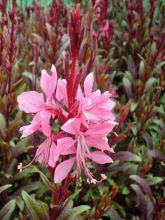 Gaura lindheimeri 'Blaze'®