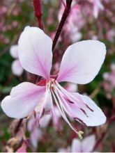 Gaura lindheimeri 'Cherry Brandy'®