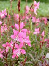 Gaura lindheimeri 'Crimson Butterflies'