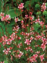 Gaura lindheimeri 'Siskiyou Pink'