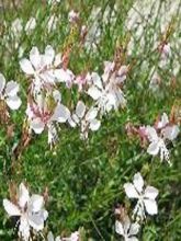 Gaura lindheimeri 'Snowstorm'