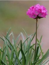 Armeria maritima Splendens - Gazon d'Espagne