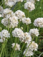 Gazon d'Espagne 'Ballerina White'